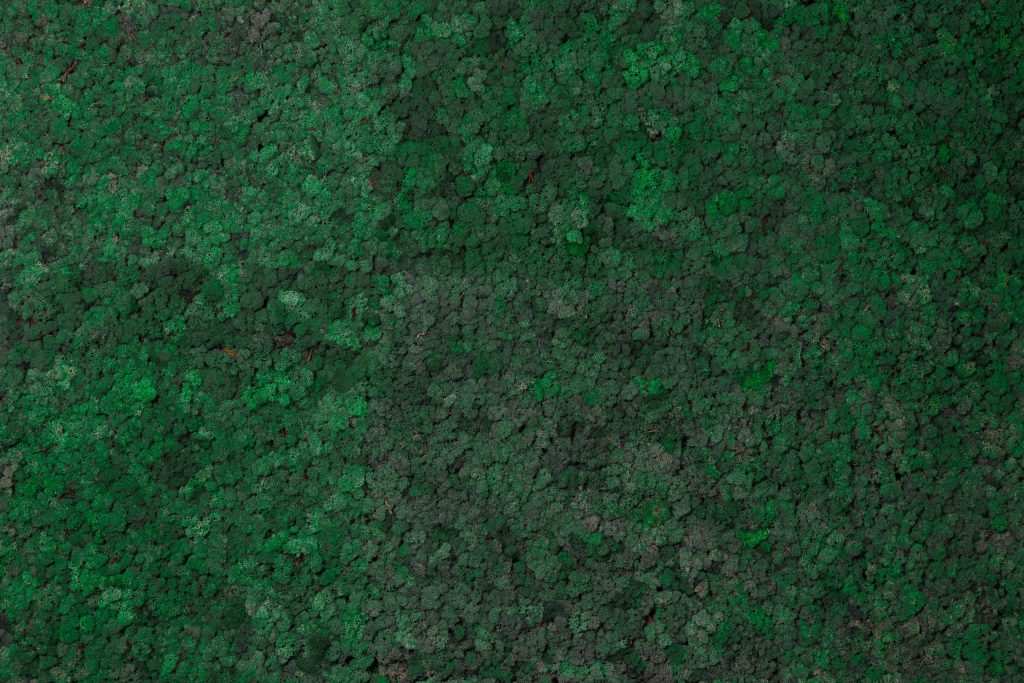 mosspanel-moss-green-closeup